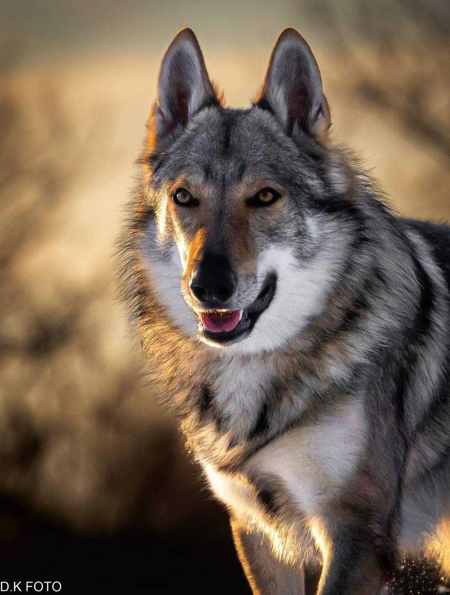 Ni uzgajivač čehoslovačkog vučjeg psa nije siguran! 'Teško je procijeniti radi li se o vuku...'
