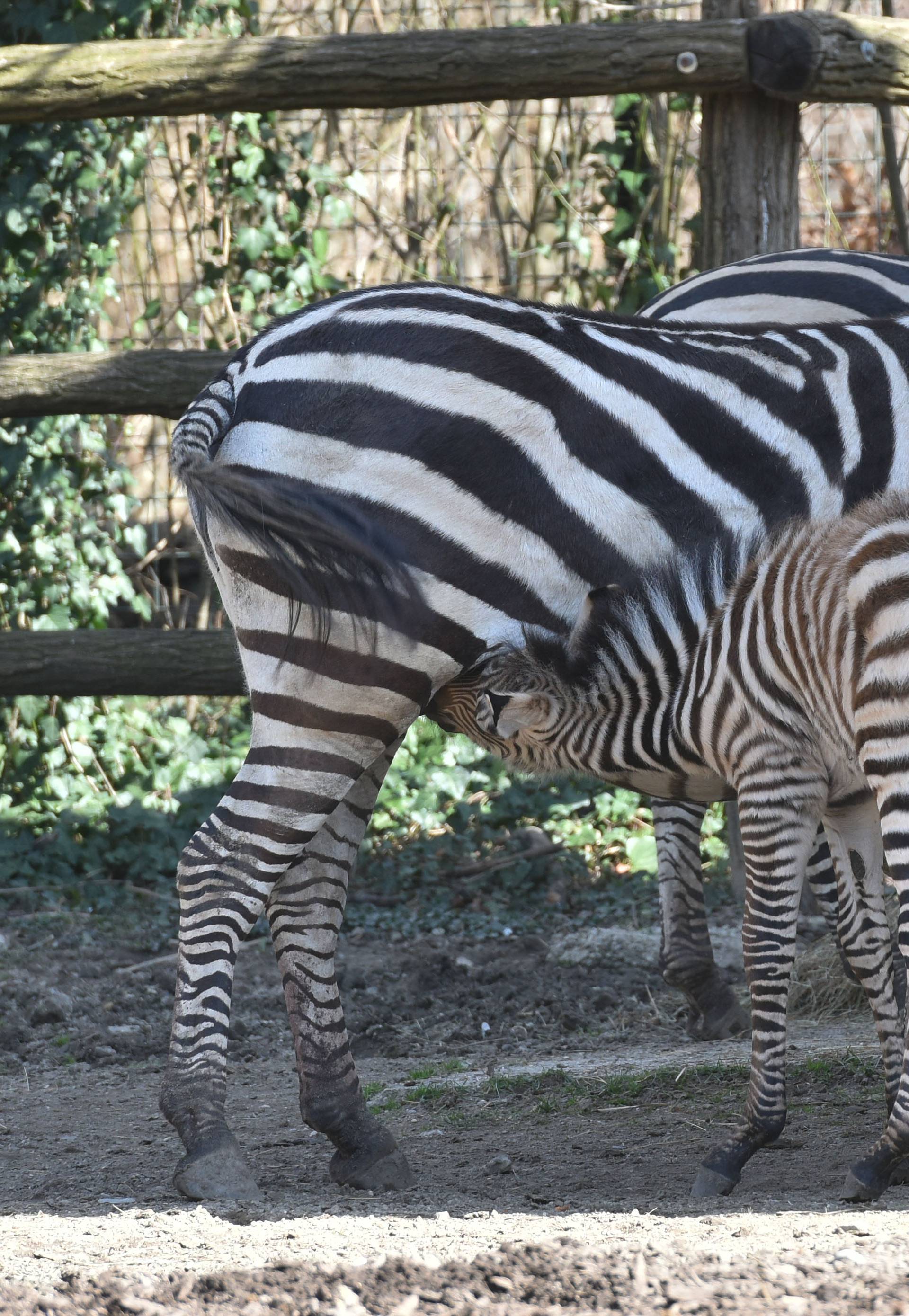 Novopridošlica u zoološkom: Stigao mali zebrić ili zebrica