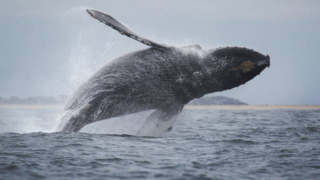 'Povučenim arktičkim kitovima prijete veće ugroze i katastrofe nego polarnim medvjedima'