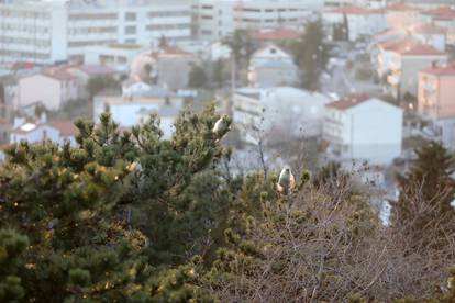 Rijeka: Gnijezda borovog prelca