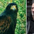 I dalje love &zcaron;upnikovu ukradenu jastrebicu u Zagrebu: 'Kru&zcaron;i po naselju, &ccaron;ekamo pravu priliku'