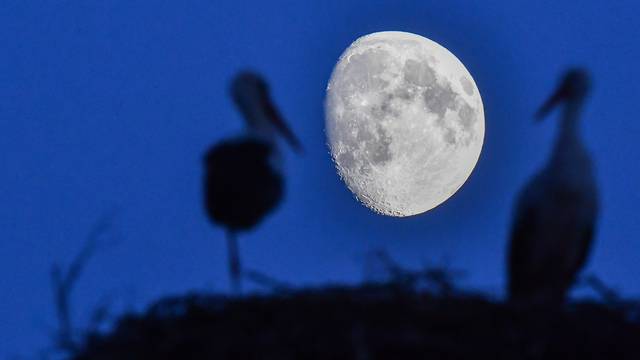 Stork nest in the moonlight