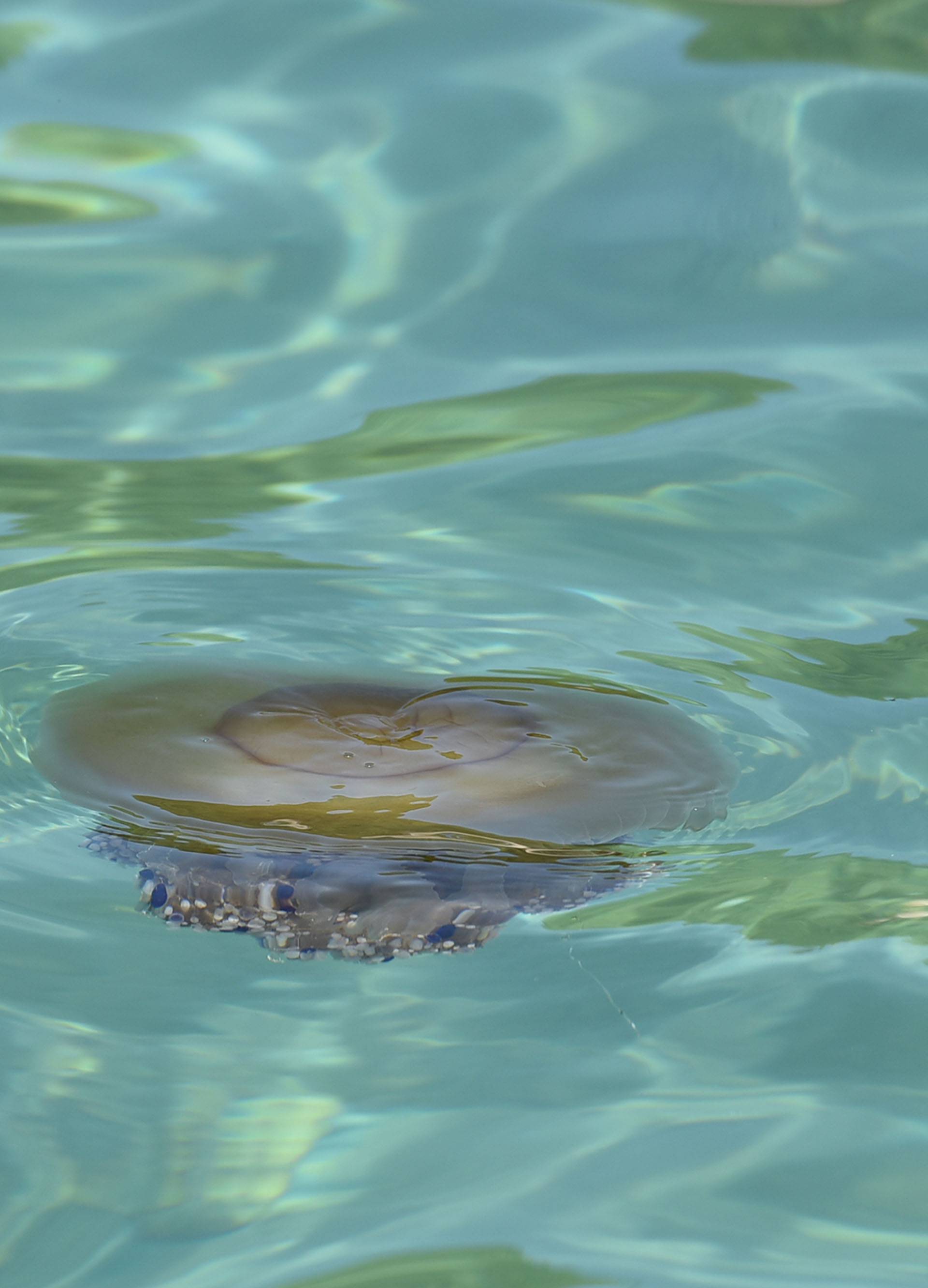 Invazija na Istru:  Nakon kitova, kupače su prestrašile meduze