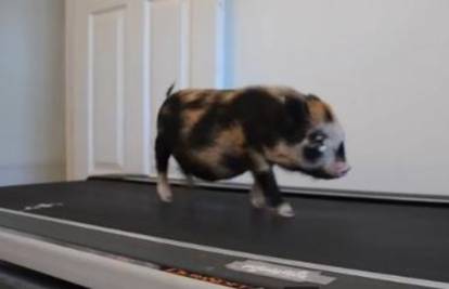 Mini svinja oduševljena vježbanjem na pokretnoj traci