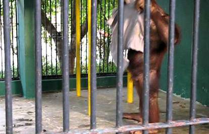 Must have: Modno osviješteni orangutan oteo čovjeku majicu 