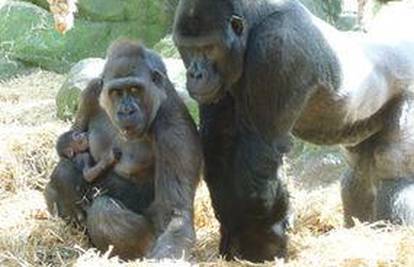 Gorile, koje su se upoznale na internetu, dobile bebu