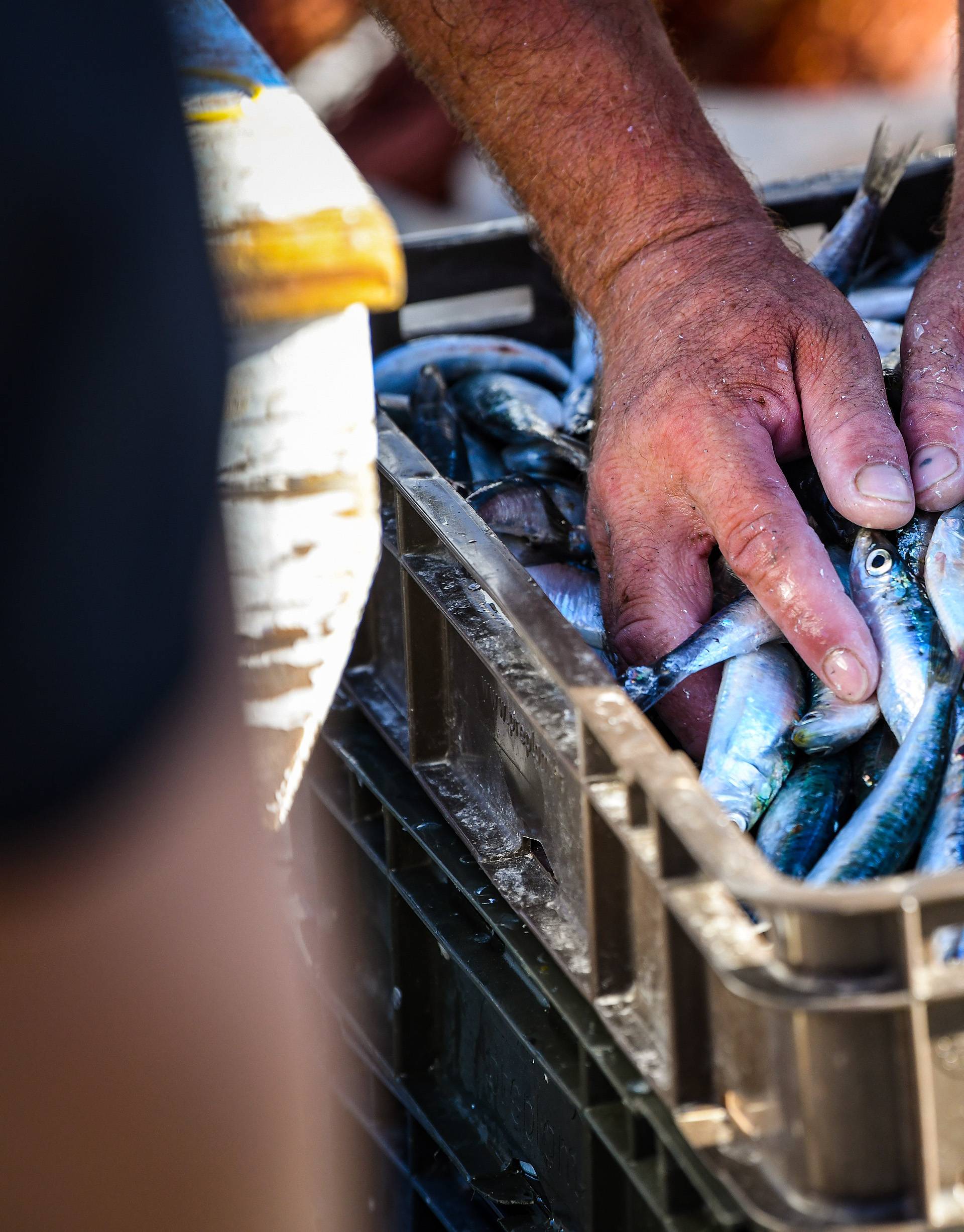 Komiški ribari prodaju svježu ribu na rivi
