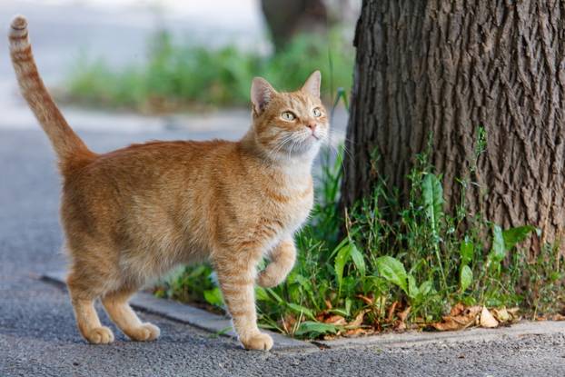 A,Cat,Is,Walking,On,The,Sidewalk.,It,Is,Orange