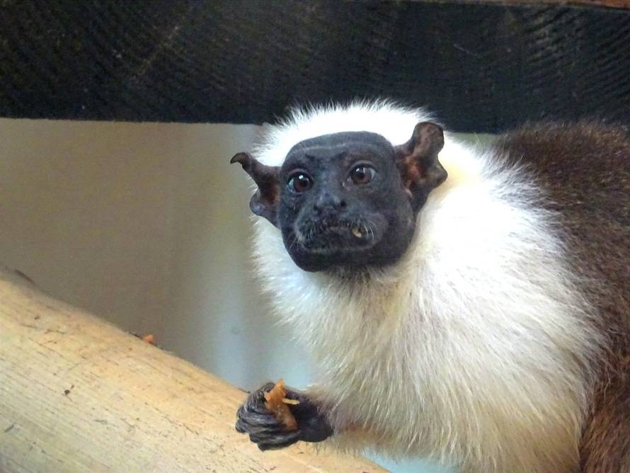 Upoznajte nove stanovnike ZOO vrta u Zagrebu: Stigla nam je obitelj dvobojnih tamarina