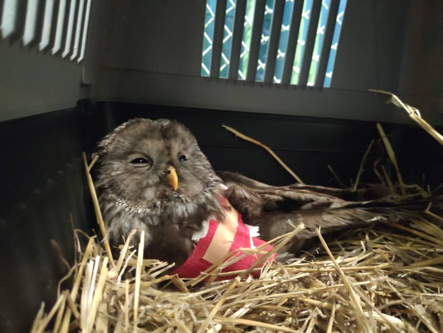 Vozač mekog srca: 'Udomio sam psa Aresa, pomogao sam spasiti i štene iz cijevi za odvod'