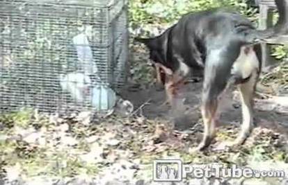 Pogledajte kako pas pomaže zatočenom zecu da pobjegne 