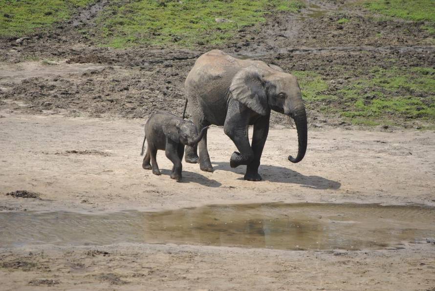 Čuvar džungle: Branim gorile i lavove od opakih krijumčara