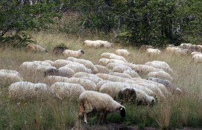 Ovce pustoše Zlarin: Grad će platiti 38.000 kn za hvatanje