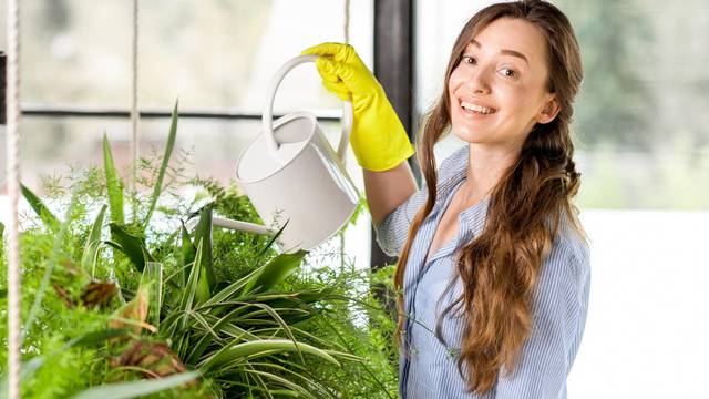 Napunite kantice kišnicom pa onda zalijte svoje sobne biljke