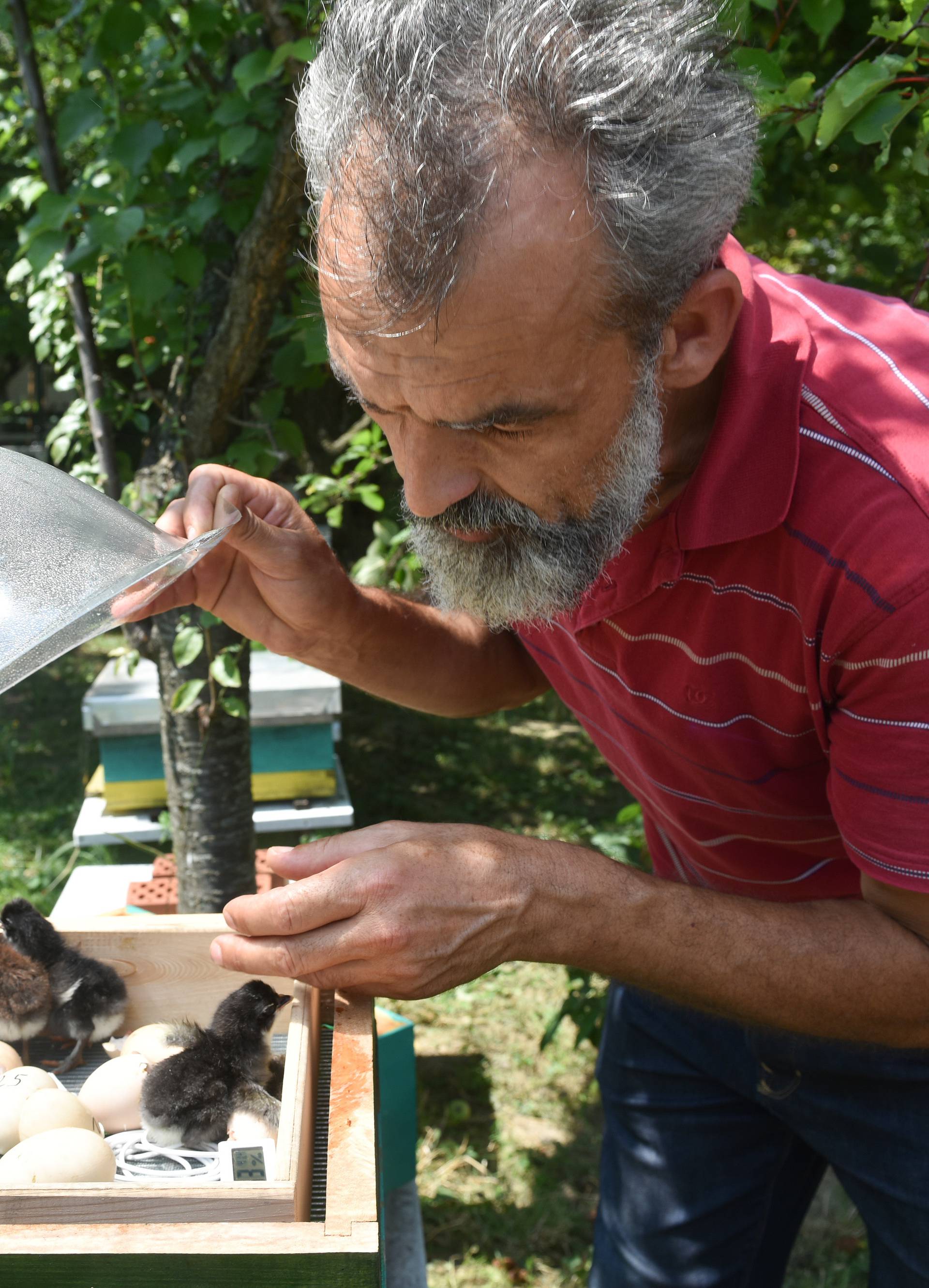 Pčele grijale jaja i stigli - pilići! 'Malo im je čudno kad pijuču...'