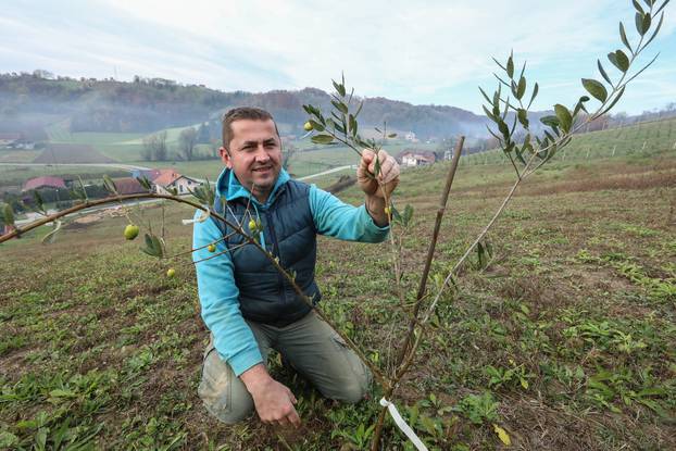 Miro je nedavno u Zagorju posadio maslinik, a sada je napravio i prvo zagorsko maslinovo ulje