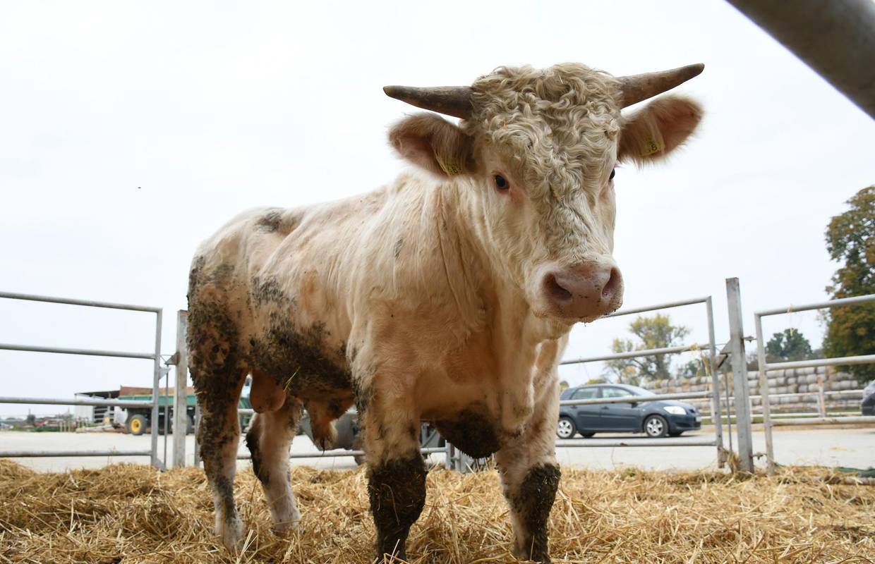 VIDEO Bježanje mu je u genima: Najpoznatiji bik Jozo probio je ogradu i opet šmugnuo u šumu