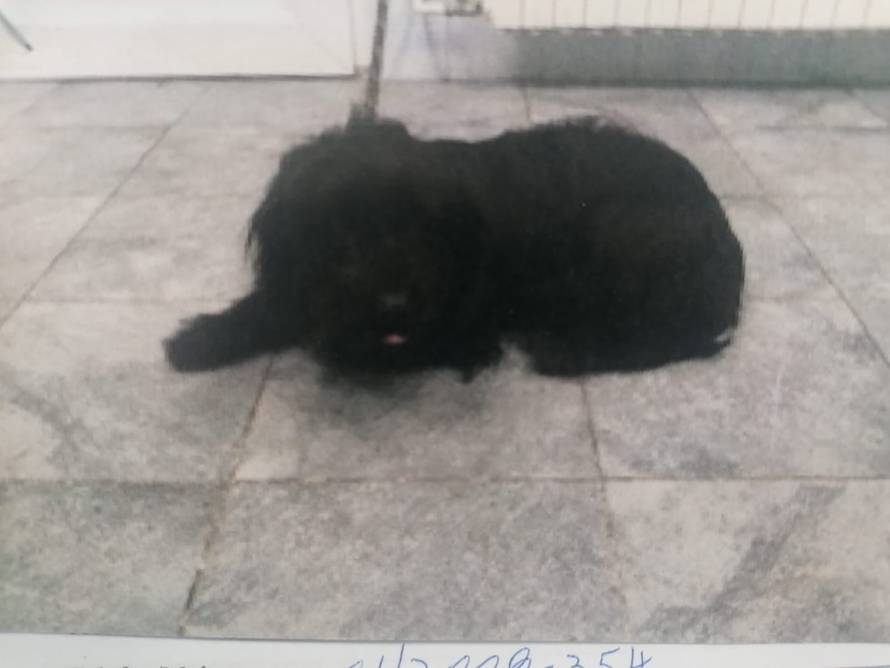 I ljubimci stradali u potresu sada trebaju krov nad glavom