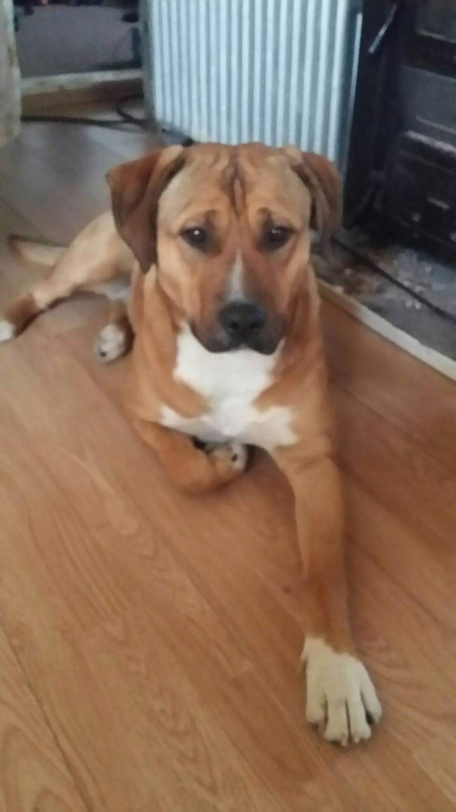 Policajac je u Borovu pištoljem ubio psa: 'Što nije ubio svog?'