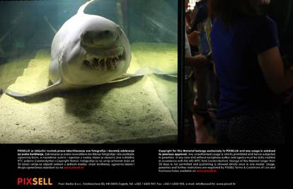 Spektakl: U Vranjicu su otvorili vrata najvećeg akvarija u zemlji