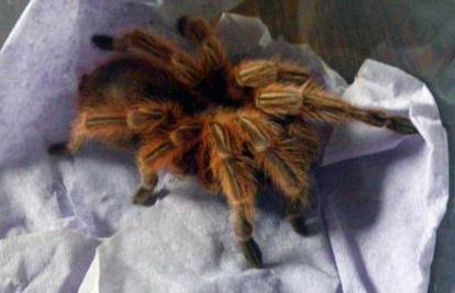 Kakvo iznenađenje! Britanka u svojoj kuhinji našla tarantulu