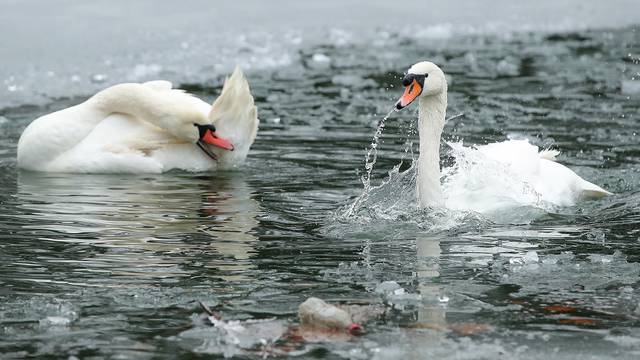 Par crvenokljunih labudova iz Sesvetske Selnice dobio novi dom na Maksimirskom jezeru