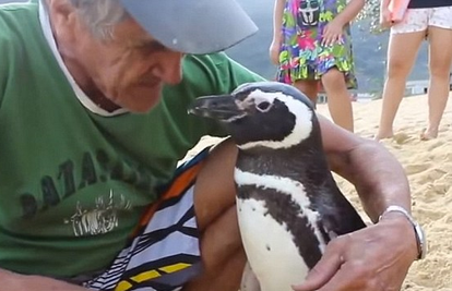 5400 milja ljubavi: Pingvin je doplivao da vidi svog spasitelja