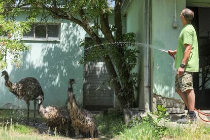 Stanovnicima osječkog Zoološkog vrta stigla su ledena osvježenja