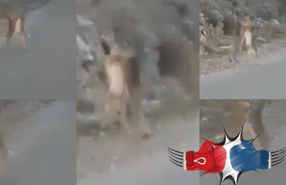 Urnebesni video iz Dalmacije: Zečevi se sukobili nasred ceste