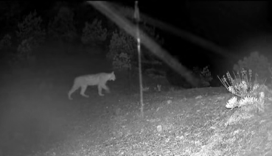 VIDEO Životinjsko carstvo u Paklenici: 'Naše kamere snimile su pravu životinjsku gužvu'