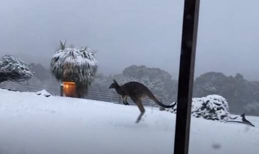 Kad u Australiji padne snijeg, klokani uživaju - pogledajte ih