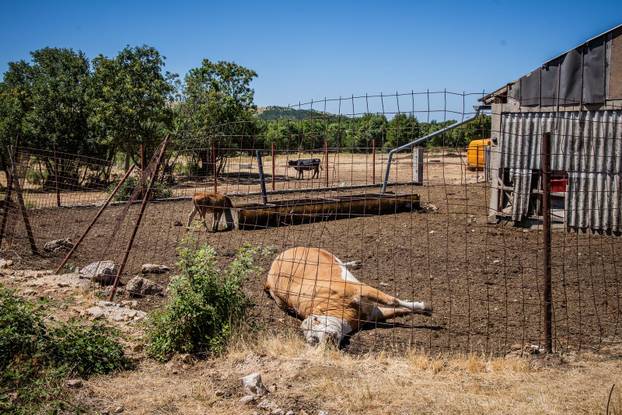 Gornje Maovice: Mjesto gdje je potvrđen slučaj bedrenice