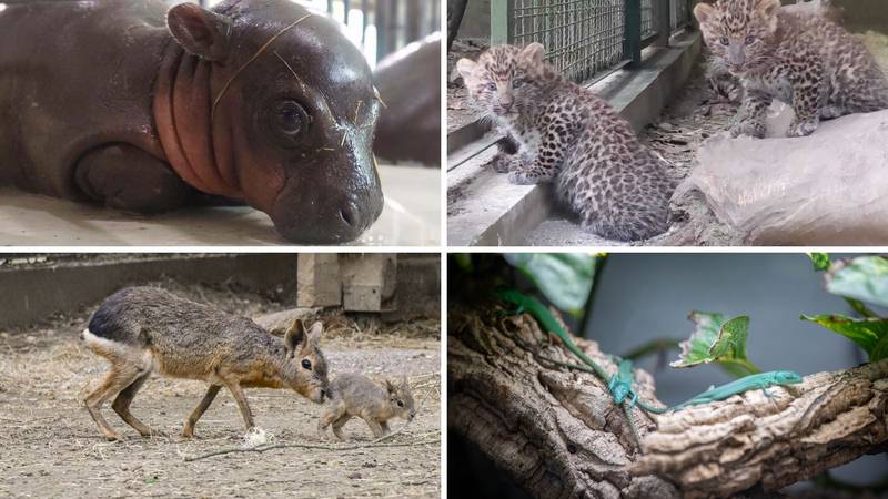 BABY BOOM u ZG zoološkom: Točkica, Pistacio i vodenkonj zabavljaju posjetitelje...