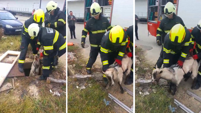 VIDEO Inače spretna koza išla u shopping pa upala u šaht dubok 2,5 metra: Spasili je vatrogasci