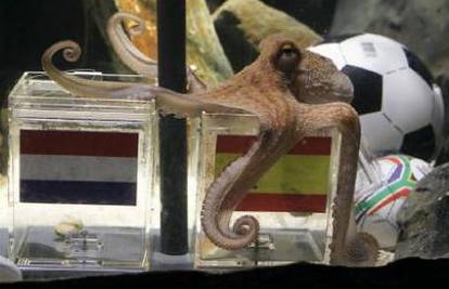 Hobotnica Paul u mirovini nakon vrlo kratke karijere