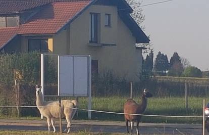 Iznenadile Bjelovarce: 'Ljame   su nam  pobjegle iz cirkusa...’