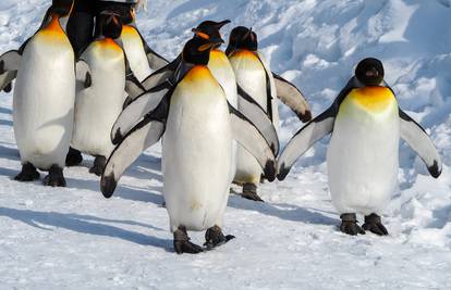 Otkrili su da izmet pingvina na Antarktici stvara plin smijavac