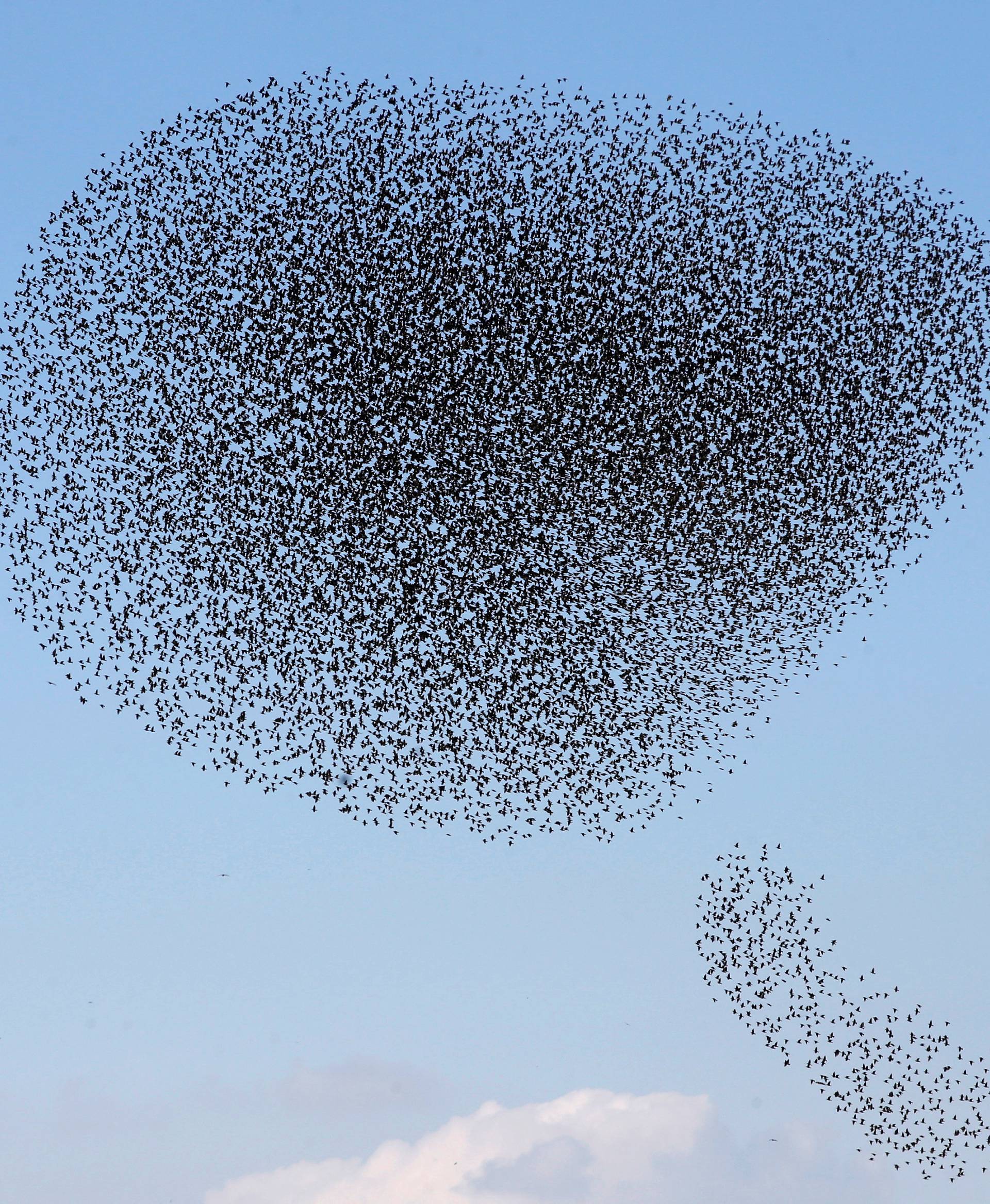 A murmuration of migrating starlings is seen across the sky near the city of Beer Sheva, southern Israel