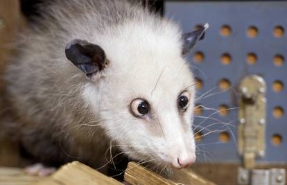 Razroka oposumka Heidi na dijeti kako bi popravila vid 