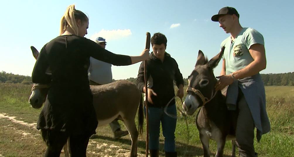 Gazdi pobjegli magarci: Pa kud baš meni da mogu tako zbrisati