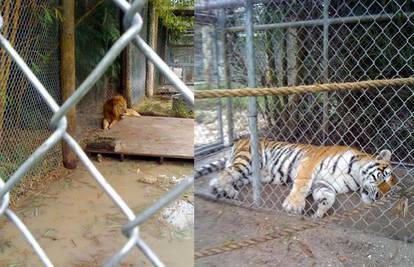Evakuirali tri škole jer su tigrica i lav otišli u šetnju
