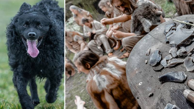 Dva nova istraživanja otkrivaju: Psi su uz nas mnogo, mnogo duže no što smo do sad mislili...