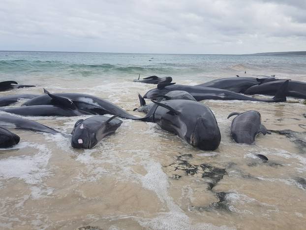 Stranded whales on the beach at Hamelin Bay