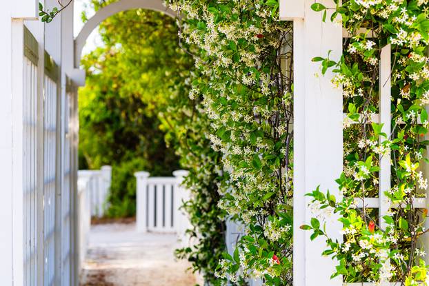 Summer,Garden,Clematis,Vine,Plant,Flowers,Outside,Gardening,With,Tunnel