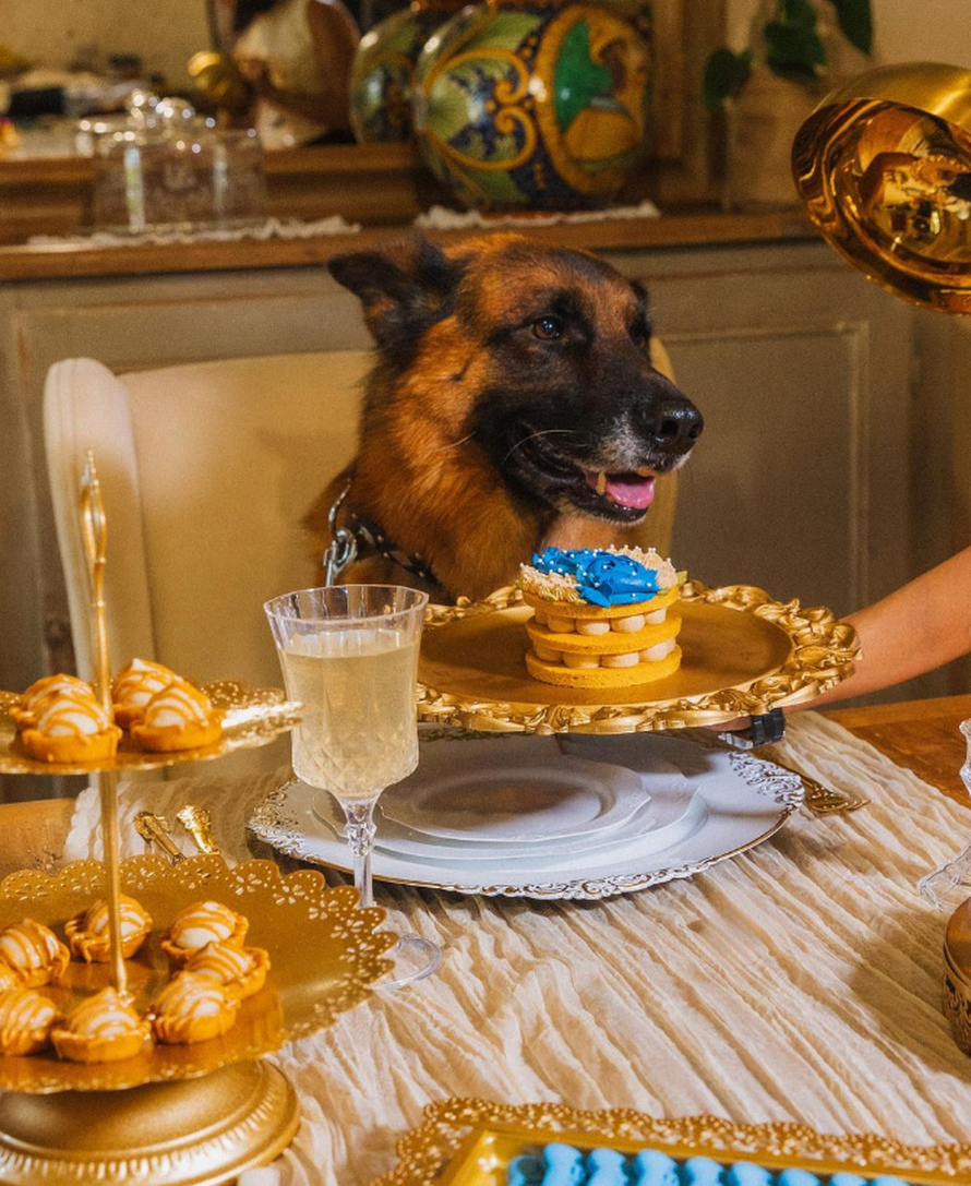 Ovo je Gunther, najbogatiji pas na svijetu. I želi doći u Zagreb...