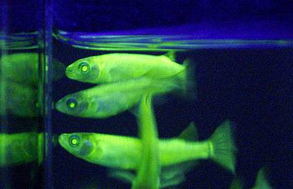 Fluorescentni majmuni, mačke i ribe rađaju se svakog dana
