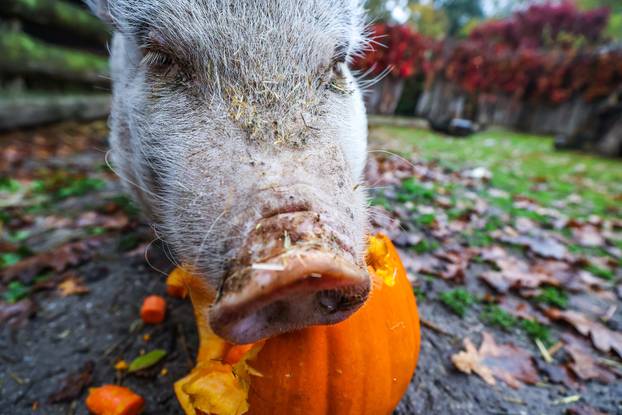 Zagreb: U Zoološkom vrtu organizirana podjela slasnih bundeva životinjama