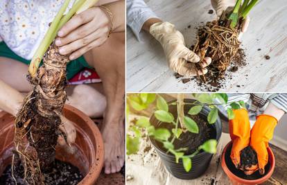 Do ljeta je džungla: Evo koliko često trebate presađivati biljke