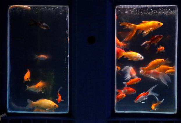 Goldfish are seen in a quarantaine basin as Paris aquarium launched an operation to take care of hundreds of goldfish abandoned by French holiday-makers, in Paris