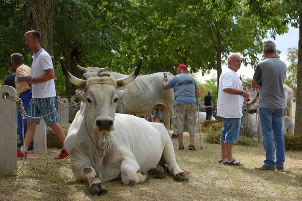 Kanfanar: 35. smotra istarskog boškarina